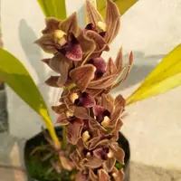 Cymbidium devonianum (Trailing Cymbidium Orchid)