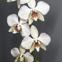 [Bare-root] Phal. aphrodite f. dayana 'Hsia 217' (MC) [2.4 BS][Aug in stock 26]
