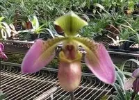 Paphiopedilum hainanenses ‘Elim’ BM x self
