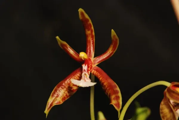 Phalaenopsis manii (Phalaenopsis)