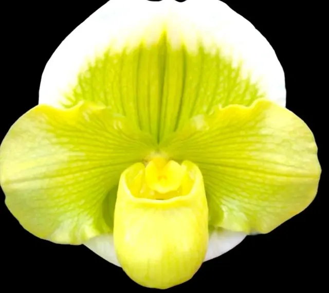 Paphiopedilum Sorcerer’s Prime ‘Giant Dorsal’ × Stone Lovely ‘Green Angel’