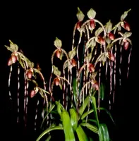 Paphiopedilum Prince Edward of York (sanderianum ‘Lady in Red’ x rothschildianum ‘Leo’ SM/JOGA)