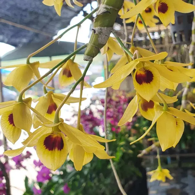 Dendrobium friedericksianum var. oculatum (Dendrobium)