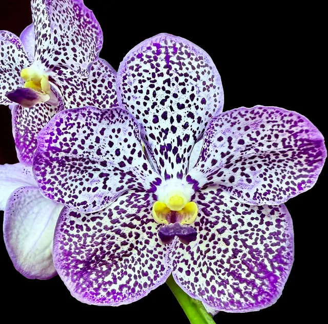 Vanda Pure's Magic 'Indigo' (Vanda)