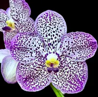 Vanda Pure's Magic 'Indigo'