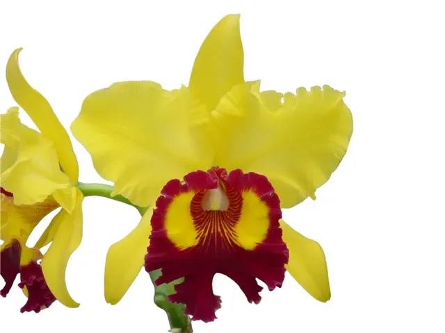 Rhyncholaeliocattleya Williette Wong 'The Best' (Rhyncholaeliocattleya)