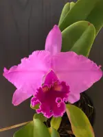 Cattleya labiata var. rubra