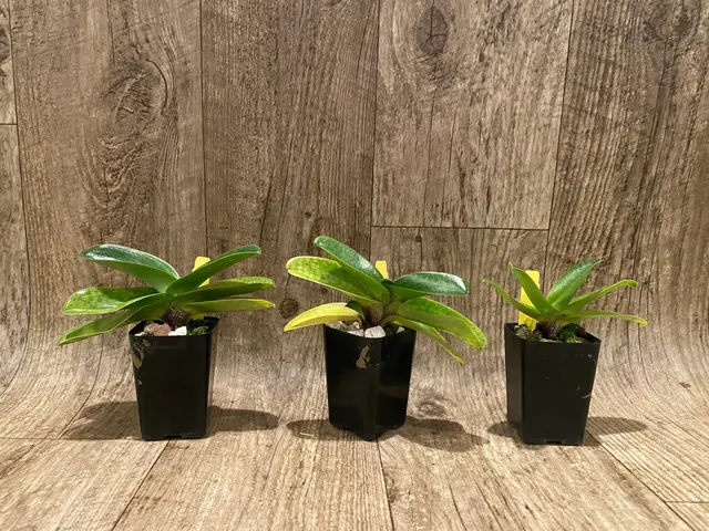 Paphiopedilum Quintals Ruby
