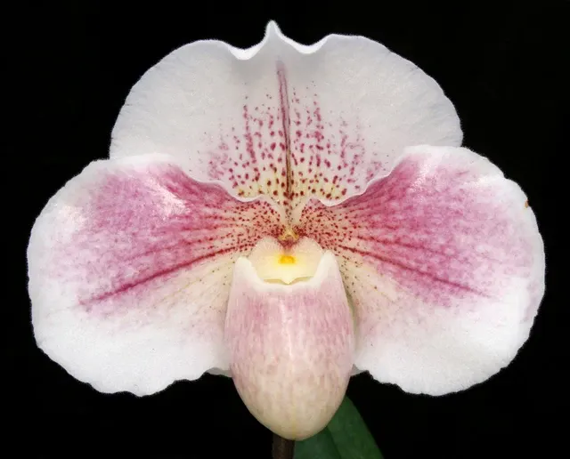 Paphiopedilum Winter Star