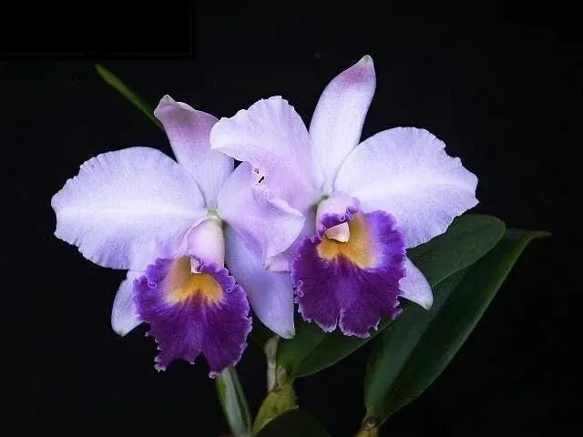 Cattleya Hiroshirna Melody 'Blue Genie'