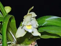 Pescatoria ecuadorana f. alba