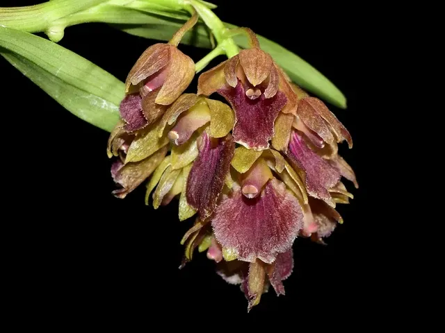 Epidendrum cleistocoleum (Epidendrum)