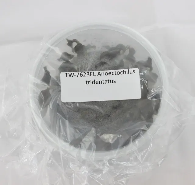 Anoectochilus tridentatus (Anoectochilus)