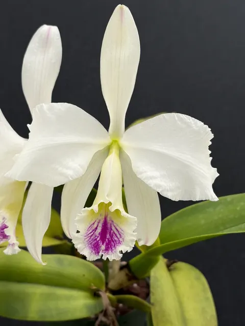 Cattleya warnerii 'Olompali’s Vessoni' (Cattleya)