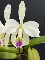 Cattleya warnerii ‘Olompali’s Vessoni’ - adult and established blooming size division