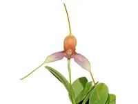 Masdevallia ehmigiana