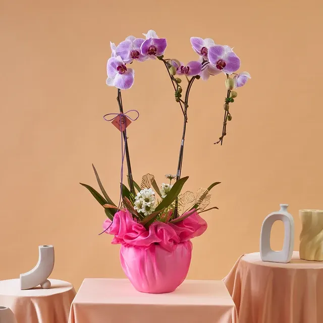 Phalaenopsis Indira