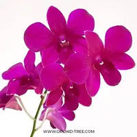 Dendrobium Red #319 Orchid Plant - BS