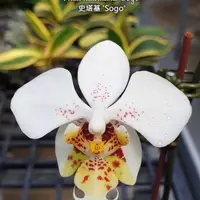 Phal. stuartiana 'Sogo' HCC/AOS, Mericlone, Blooming Size, Mottled Leaves, FREE Shipping