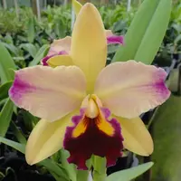 Rlc. Toshi's Magic 'Doris'