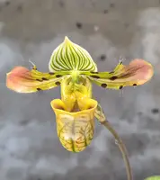 Orchid Paphiopedilum venustum (NFS)