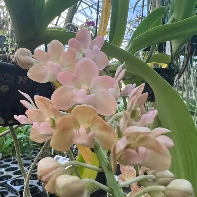 Rhyncostylis gigantea (Rhynchostylis)