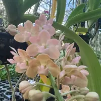 Fragrant Orchid Rhyncostylis gigantea (Orange - Peach) Live Near Mature Orchid