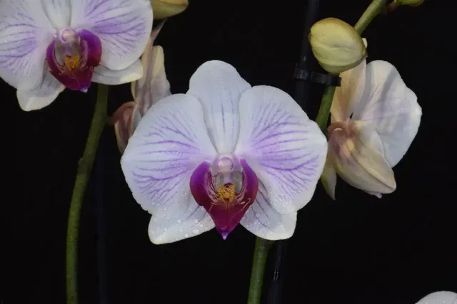 Phalaenopsis Nov-Stripe 21
