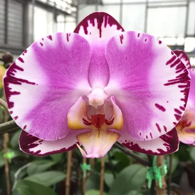 Phalaenopsis Pearl Beauty