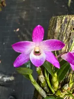 Dendrobium Kruger Amethyst Gem