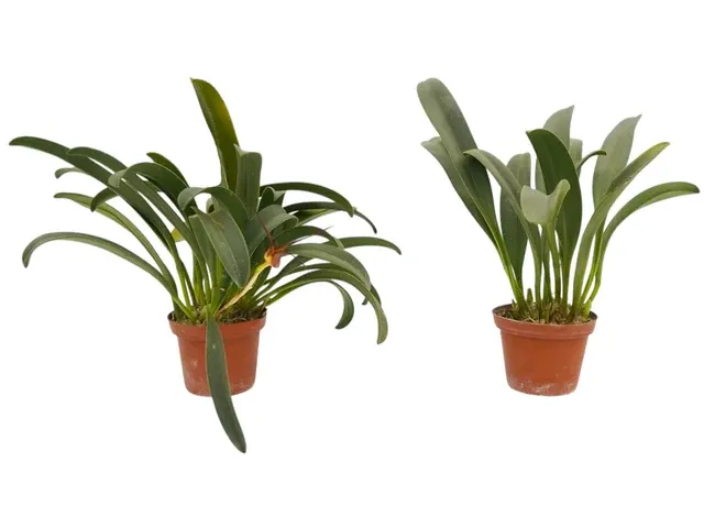 Masdevallia fractiflexa (Masdevallia)