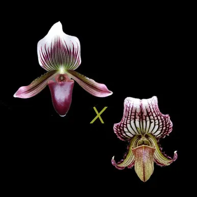 Paphiopedilum Vexillarium