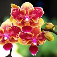 Phalaenopsis Sogo Yellowtris (peloric - butterfly) parfumata