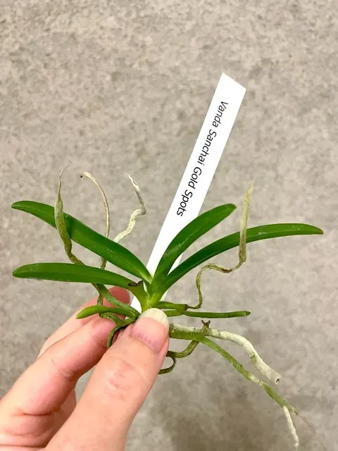 Vanda Sanchai 'Gold Spots' (Vanda)