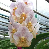 Vanda Boonyarit Diamond