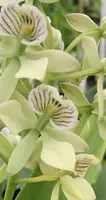 Encyclia Radiata Orchid Plant 4" Pot | Fragrant Flowering Orchid | Tropical Houseplant
