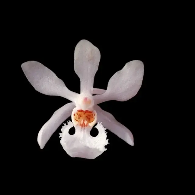 Vanda subulifolium (Vanda)