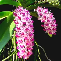 Rhynchostylis gigantea, seedling, spotted, shipping Included
