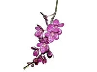 Sarcochilus Kulnura Oath x Sarcochilus Kulnura Warmer