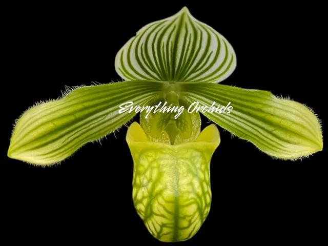 Paphiopedilum venustum 'album' (Paphiopedilum)