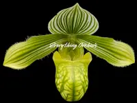 Paphiopedilum venustum album Blooming Size (2” pot)