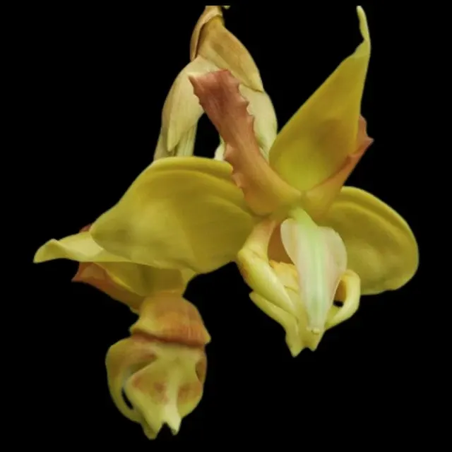 Stanhopea tigrina var semi alba