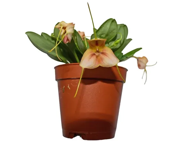 Masdevallia rufescens (Masdevallia)