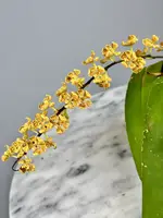 Rhinerrhizopsis moorei (Big Plant) — 12 cm / No
