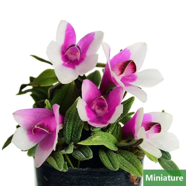 Dendrobium cuthbertsonii white x Hemolele 貞石斛白紫
