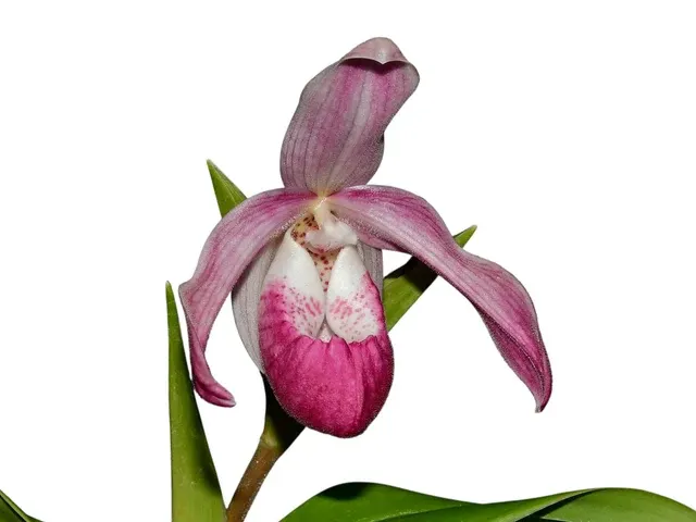 Phragmipedium Tayos (Phragmipedium)
