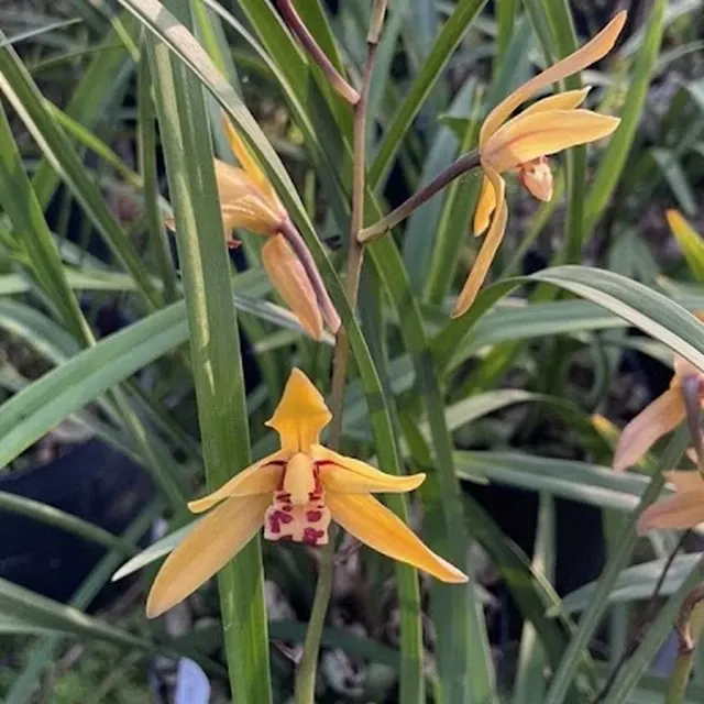 Cymbidium ensifolium 'Huang Di'