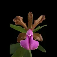 Cattleya bicolor