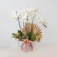 Jodie Phalaenopsis Orchid (5 stalks) (MDV) — Orkid Pink / Kuala Lumpur