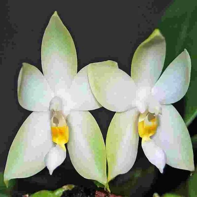 Phalaenopsis bellina fma alba (Phalaenopsis)